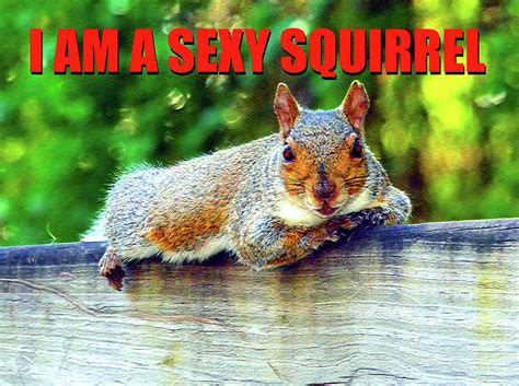 Sexy Squirrel T Shirt Photograph By David Lee Thompson