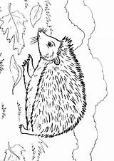 Hedgehog Coloring Pages Color Animal Print Animals Kids Sheets Back Results sketch template