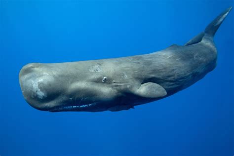 sperm whales   worlds largest predator dans pet care