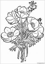 Coloring Poppies Pages Bouquet Flower Color Printable Adults Drawing Print sketch template