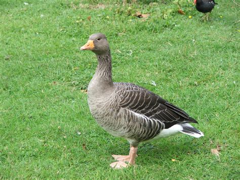 goose wikiwand