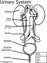 Kidney Urinary Coloring Anatomy Sketch Unlabeled sketch template