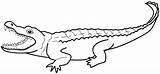 Alligator Coloring Pages Clipart Cartoon sketch template