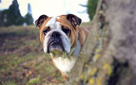 british bulldog wallpaper  doggy rocks