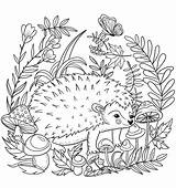 Hedgehog Herisson Adamchuk Lesya Savane Dans Bos Angels Kleurplaten Coloringpagesfortoddlers Hedgehogs sketch template