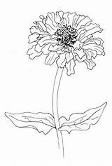Flower Zinnia Flickr Drawing Flowers Drawings Doodle Outline Elegans Choose Board Watercolor sketch template