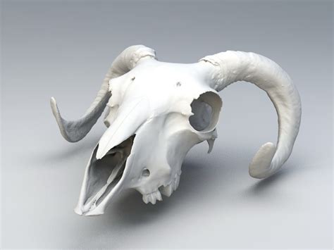 ram skull  model objectzbrush files   modeling   cadnav