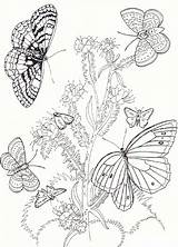 Imprimir Mariposas Motyl Kolorowanki Colorir Pobrania Bestcoloringpagesforkids Borboleta Pintarcolorir Effortfulg Pintarcolorear sketch template