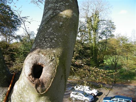 bat surveys  trees stuart spray wildlife