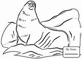 Coloring Seal Harp Pages Getdrawings sketch template
