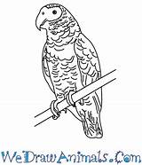 Parrot Grey African Drawing Draw Line Easy Tutorial Print Drawings Getdrawings Paintingvalley sketch template