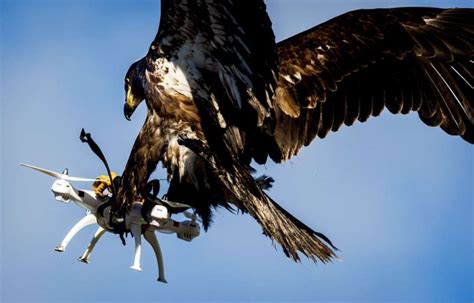 wedge tailed eagles   drones green left
