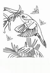 Kolibri Malvorlage Ausmalbilder sketch template