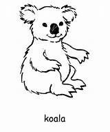 Koala Colouring Coloring Australia Pages Kids Animal Print Bear Kangaroo Animals Printable Sheets Australian Koalas Color Activity Board Card Activityvillage sketch template
