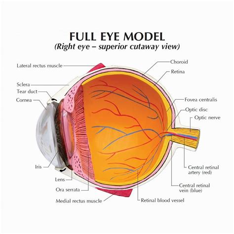 eye anatomy poster