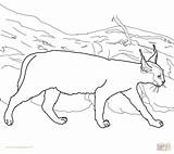 Caracal Coloring Lynx Pages Cat Clipart Printable Drawing Color Caracals Getdrawings Getcolorings Colorings Kids Cute Popular Webstockreview Adult Choose Board sketch template