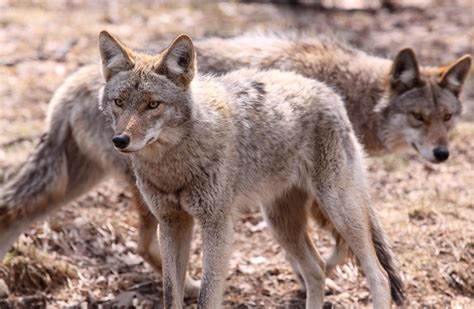 coyotes spotted  subdivisions  clay alabama  buggs pest patrol