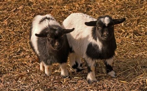 can you eat fainting goats modern farmer