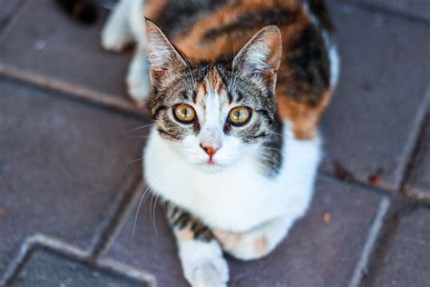 brown tabby cat  stock photo