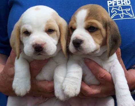 miniature beagles  sale beagle puppy
