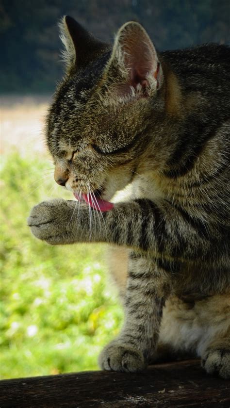 why do cats lick themselves so often 12 reasons for this behavior