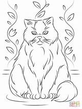 Cat Himalayan Coloring Pages Printable Color Colouring Designlooter Drawings Ipad Compatible Tablets Android Version Click Online Drawing Template Dot sketch template
