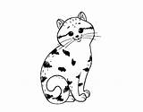 Kitten Charming Coloring Cats Cat Coloringcrew Back Pages sketch template