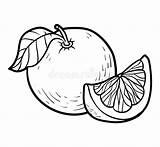 Grapefruit Pamplemousse Clipart Pomelo sketch template