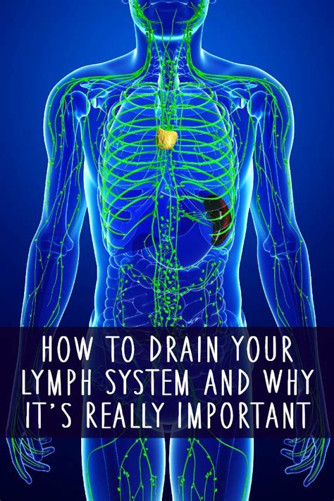 How To Drain Your Lymph System And Why It S Really Important Health