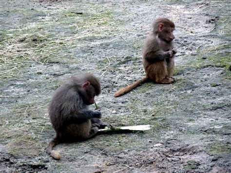 ourtravelpicscom travel  series hilvarenbeek photo  hamadryas baboons