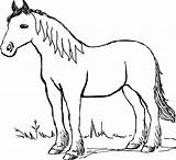 Kuda Mewarnai Warna Menggambar sketch template