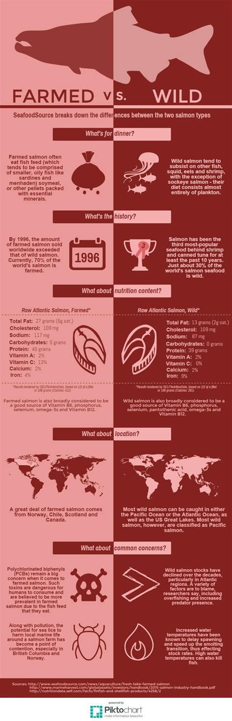 infographic farmed  wild salmon seafoodsource