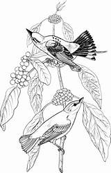 Coloring Warbler Yellow Elderberry Birds Tree Blue Printable Version Click Designlooter 16kb 480px sketch template