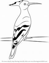 Hoopoe Draw Drawing Step Birds Tutorials Drawingtutorials101 Bird Sketch Pages Learn Drawings Animals Coloring Tutorial sketch template