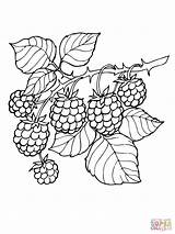 Coloring Blackberry Branch Ausmalbild Brombeere sketch template