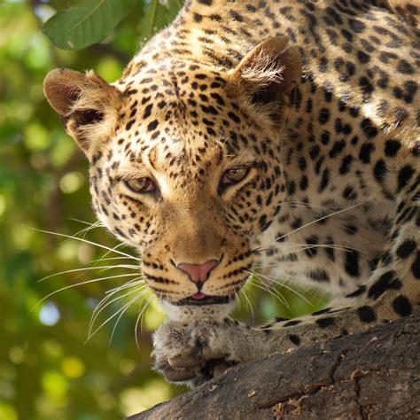leopard safari wildier  photo  pixabay