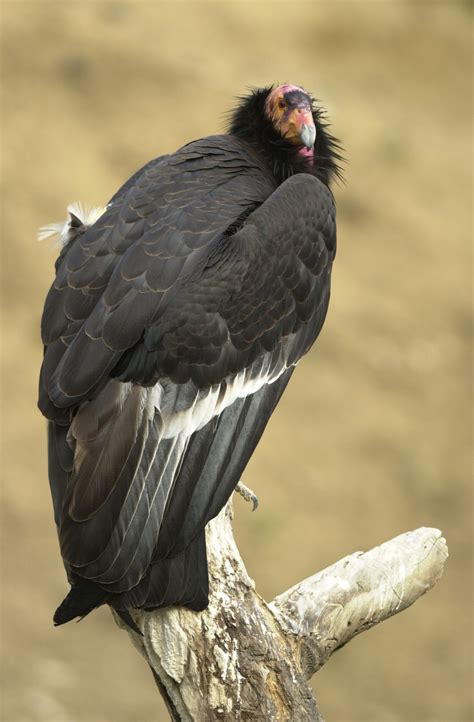 california condor facts  world vultures endangered animals