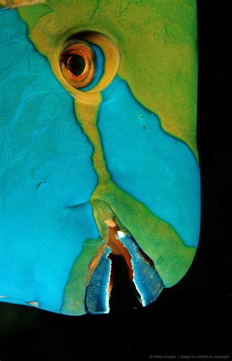 greentroat parrotfish scarus prasiognathos indian ocean phuket similan islands andaman sea