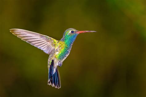 hummingbird feeders  buy