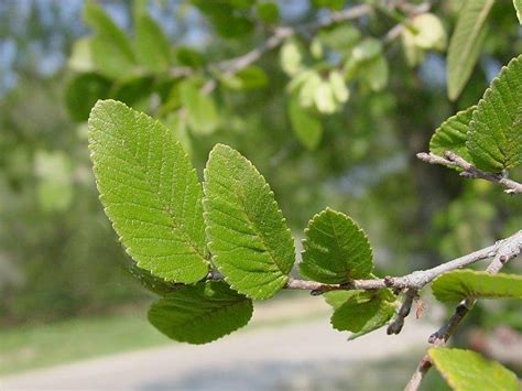 Plantfiles Pictures Cedar Elm Ulmus Crassifolia By Htop