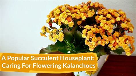 How To Care For Flowering Kalanchoes Indoors Joy Us