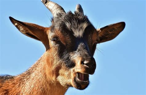 shock as twitter co founder says zuckerberg killed goat with laser gun