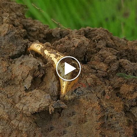 a 30 year old amateur treasure hunter has unearthed a stunning
