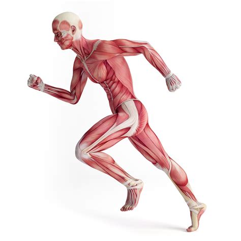 control  body movement biology  tutorial