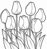 Coloring Pages Tulip Flower Flowers sketch template