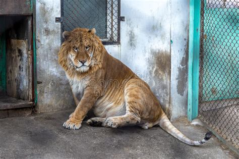 A Liger In The Siberian Tiger Park Harbin China Stock