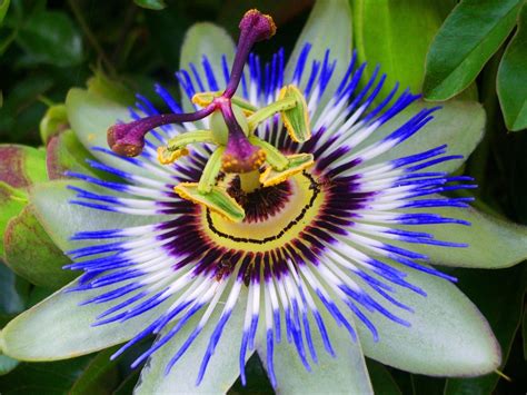 High Resolution Picture Of Passion Flower In Close Up Hd Wallpapers