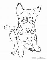 Chien Mignon Husky Malinois Schaeferhund Hellokids Deutscher Ment Dessiner Inspirant Shepherds Trop Ces Chiens Bébé Incroyable Resell Designlooter Craftwhack sketch template