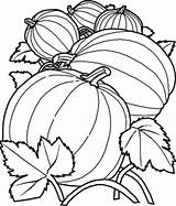 Coloring Pumpkin Pages Vine Kids Color Bing sketch template