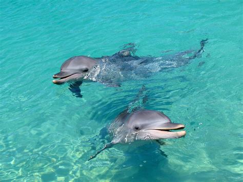 delfin voda hravy fotografia zdarma na pixabay